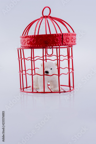  Polar bear captive in a cage photo