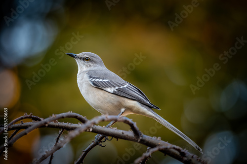 Fotografia Mockingbird on a branch