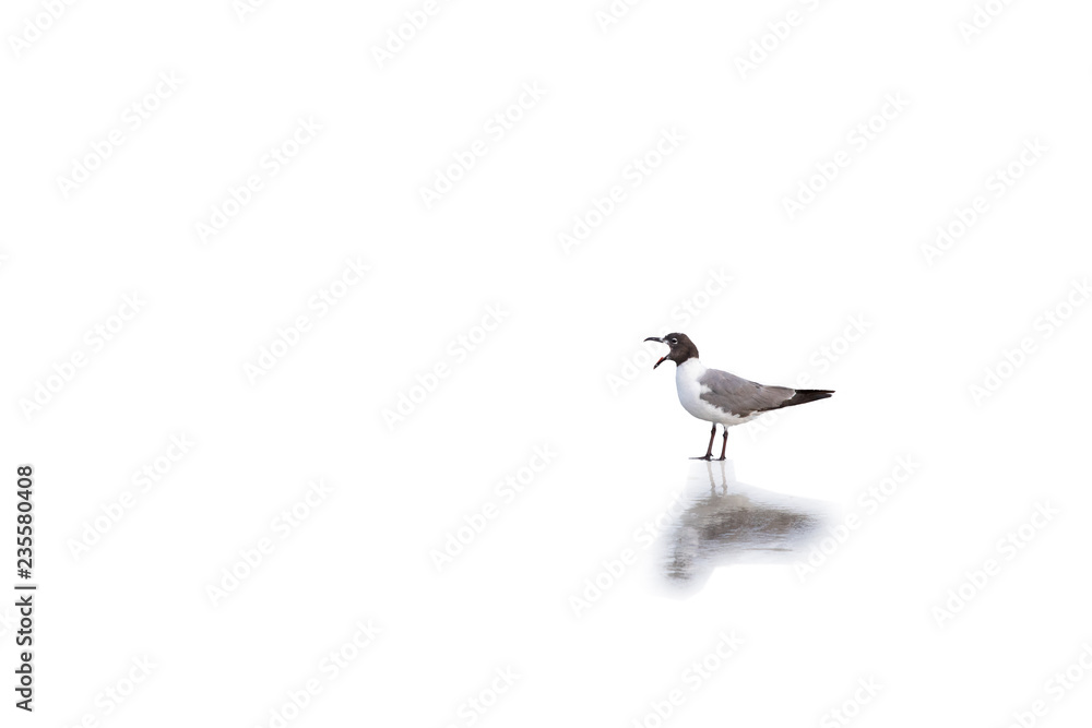 Obraz premium Squacking seagull with shadow on white background