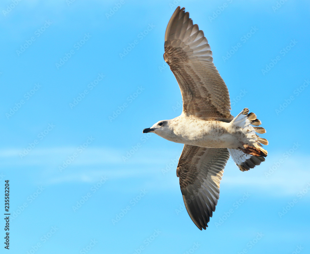 Obraz premium Photo background macro white gull flying