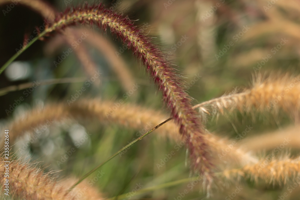 Grass Flower in Natural background
Grass Flower in Natural background