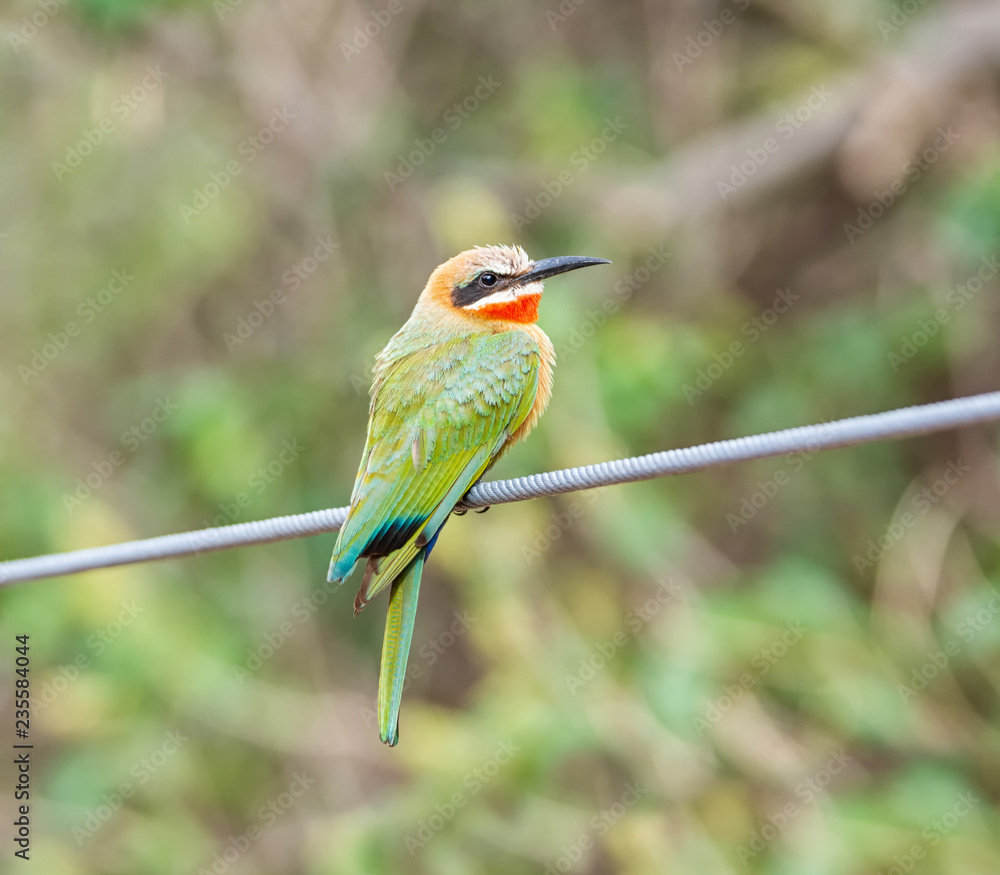 Obraz premium White-fronted Bee-eater