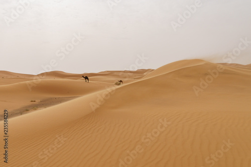Landscape of sand dunes in the moroccan desert