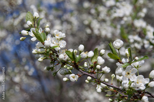 flowering branch of apple tree in spring, close-up.