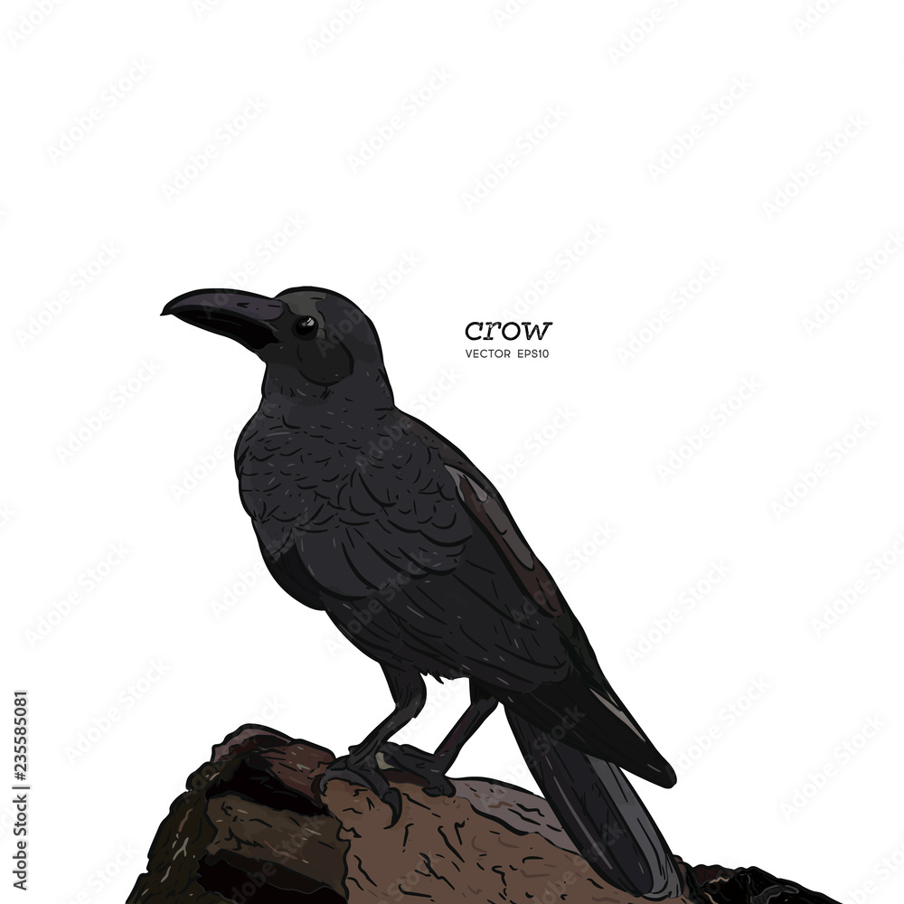 Fototapeta premium Crow, Hand drawn high quality vector