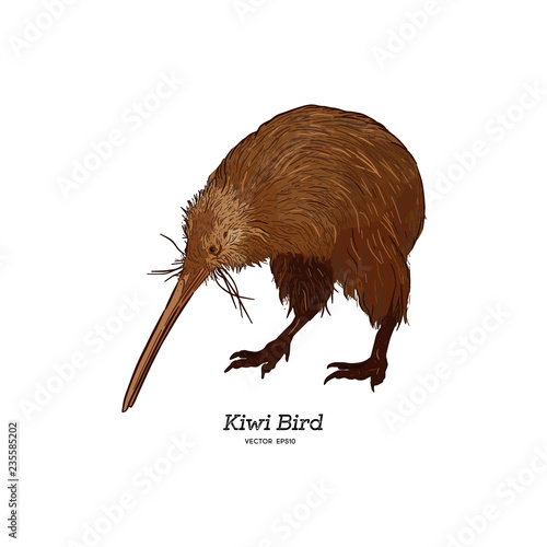 Kiwi bird, hand draw sketch vector. photo