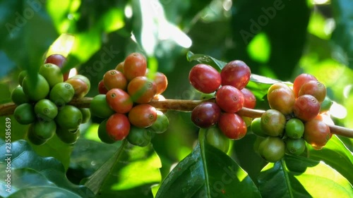 Wallpaper Mural arabica red and green coffee beans branch in coffee plantation. Torontodigital.ca