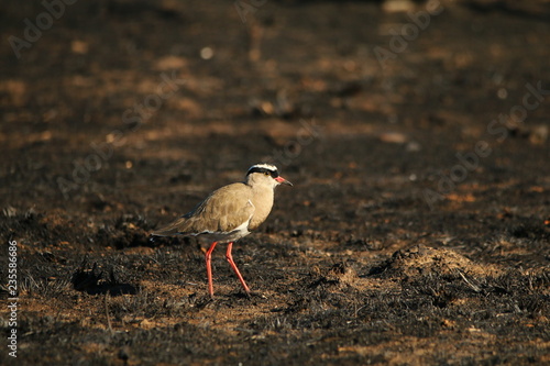 A crowned Lapwing standing on newly burned grass.