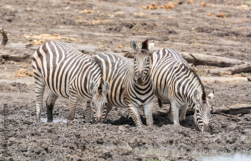 Zebra Drinking
