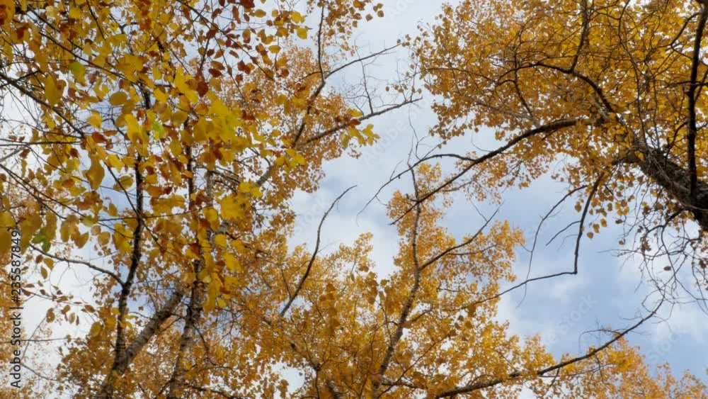 Tree tops dance in the wind during fall.