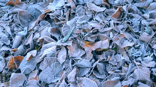 Lot of old dried withered leaves covered with white frost lies on the ground frosty cold day. Winter nature scene. Autumn and winte background. photo