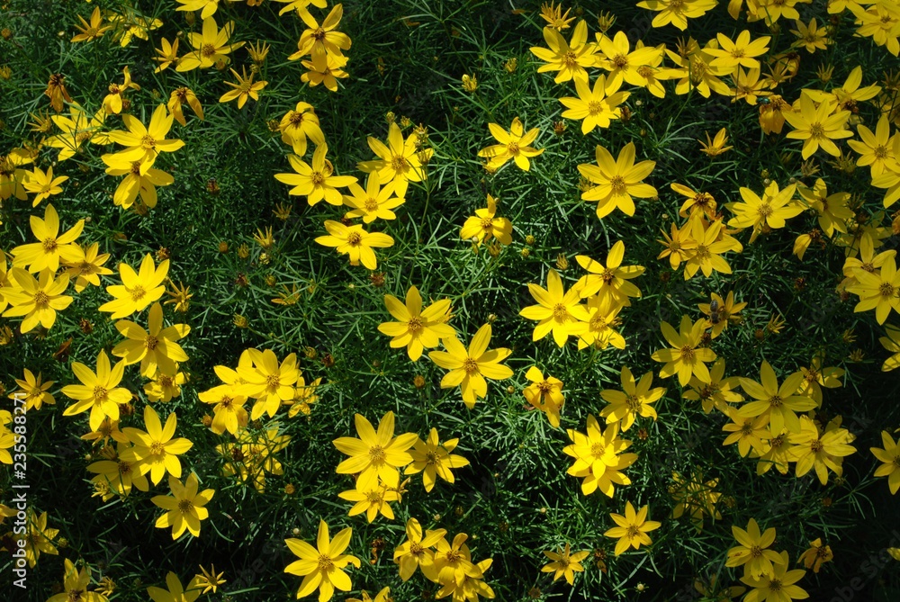 Bidens ferufolia, yellow flowers for summer. Bidens ferufolia, yellow flowers for summer.