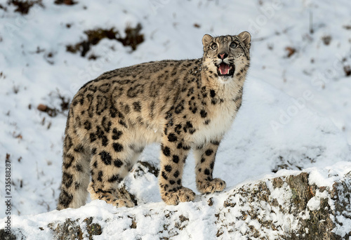 Snow leopard