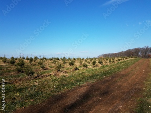 rows of green pine Christmas trees at farm and dirt path