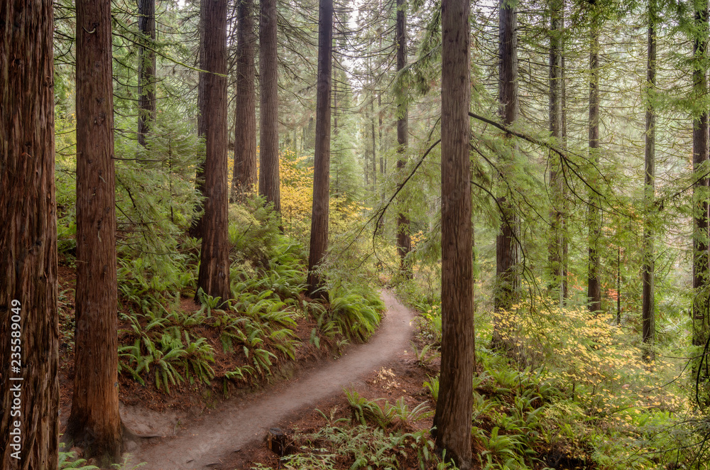 Obraz premium Redwood trees forest and path Oregon.