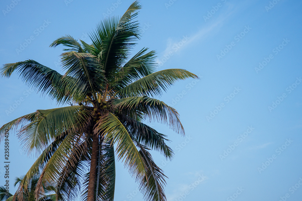 copyspace palm branches against the blue sky free text for designer copy space .spf and sunscreen in tropical countries