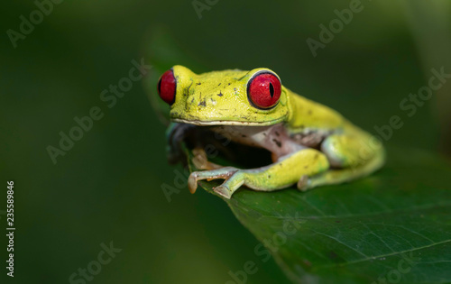 Red=eyed Tree Frog in Costa Rica 