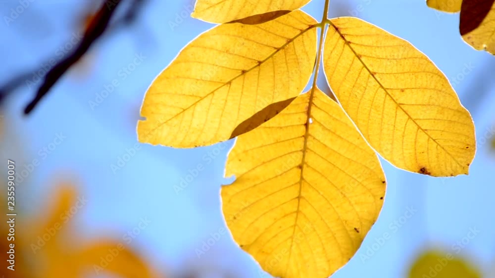 Yellow leaf on branch on background of blurred yellow leaves and blue sky close-up autumn day. Autumn Leaves swinging on tree. Beautiful autumn natural backdrop. Sunny warm autumn concept. Yellow leaf on branch on background of blurred yellow leaves and blue sky close-up autumn day. Autumn Leaves swinging on tree. Beautiful autumn natural backdrop. Sunny warm autumn concept.