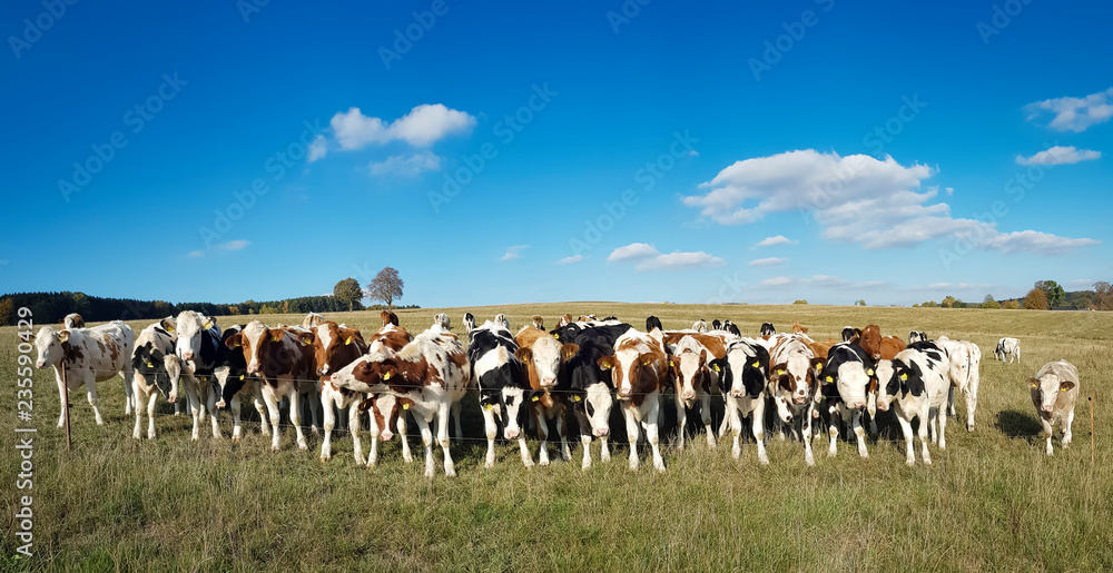 panorama of cows on a farm under blue cloudy sky – cow on cow