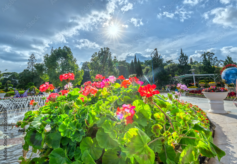 Geranium Flower blooming colorful in the garden in spring weather greeted the beautiful new day Geranium Flower blooming colorful in the garden in spring weather greeted the beautiful new day
