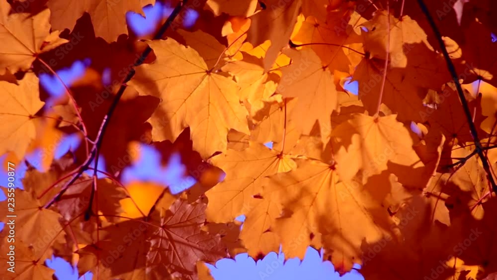 Yellow leaf on branch on background of blurred yellow leaves and blue sky close-up autumn day. Autumn Leaves swinging on tree. Beautiful autumn natural backdrop. Sunny warm autumn concept. Yellow leaf on branch on background of blurred yellow leaves and blue sky close-up autumn day. Autumn Leaves swinging on tree. Beautiful autumn natural backdrop. Sunny warm autumn concept.