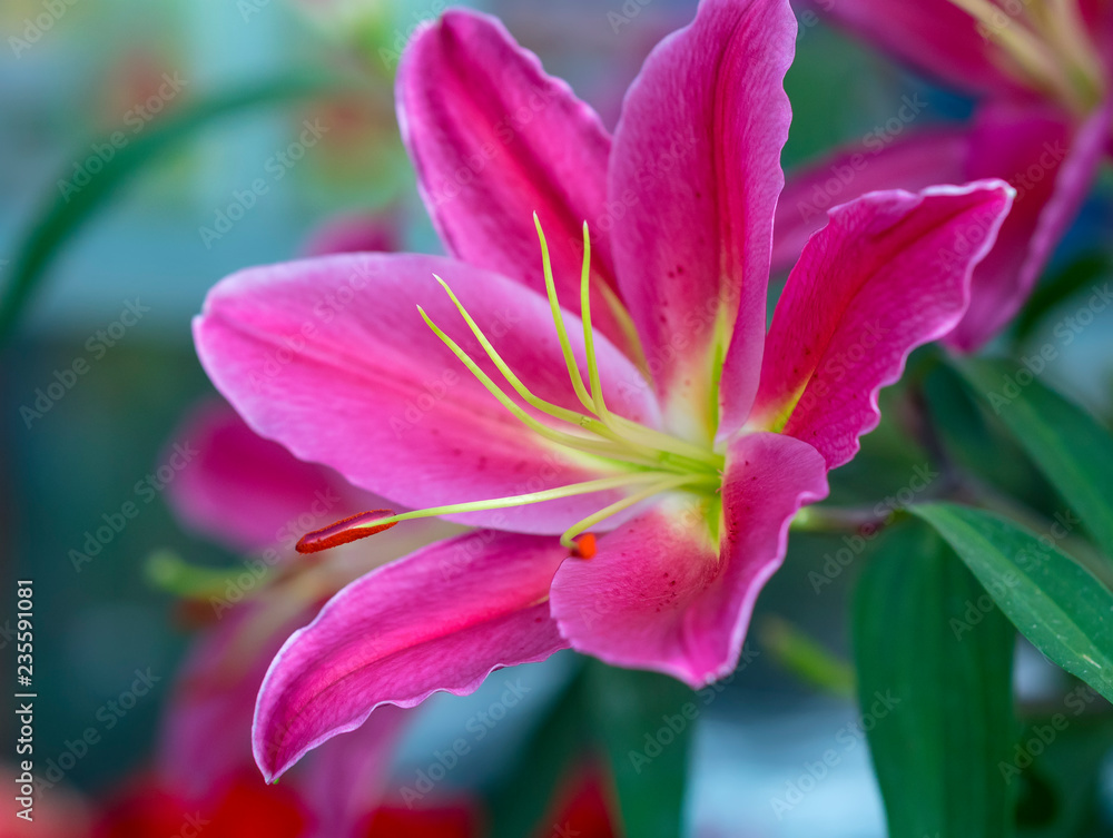 Colorful blooms of lilies in the garden. These are flowers used to decorate the house, as a gift to congratulate