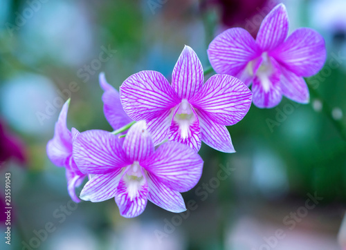 Phalaenopsis orchids flowers bloom in spring adorn the beauty of nature. 