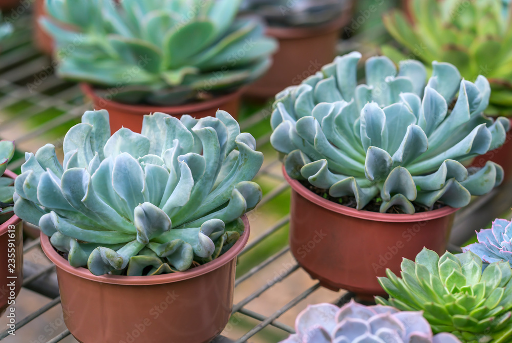 Succulent flowerbeds plant in the garden. This is a species of cactus family that is resistant to extreme weather and is decorated in the home Succulent flowerbeds plant in the garden. This is a species of cactus family that is resistant to extreme weather and is decorated in the home
