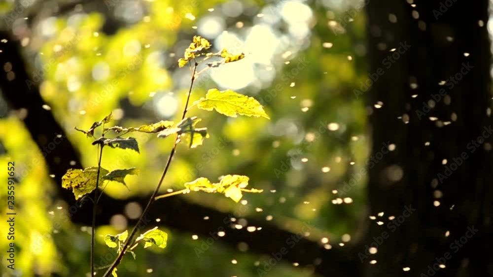 Small white insects midges close-up in air in the forest background. Summer warm sunny atmosphere in the wild natural Small white insects midges close-up in air in the forest background. Summer warm sunny atmosphere in the wild natural