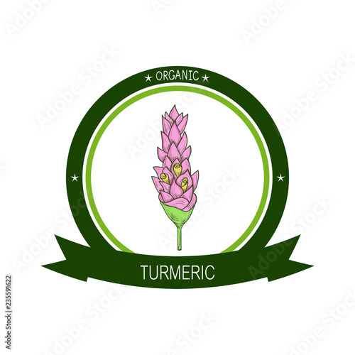 Turmeric. Flower. Sketch. Color illustration on white background. Sticker, emblem, logo
