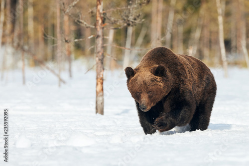 Brown bear walking in the snow