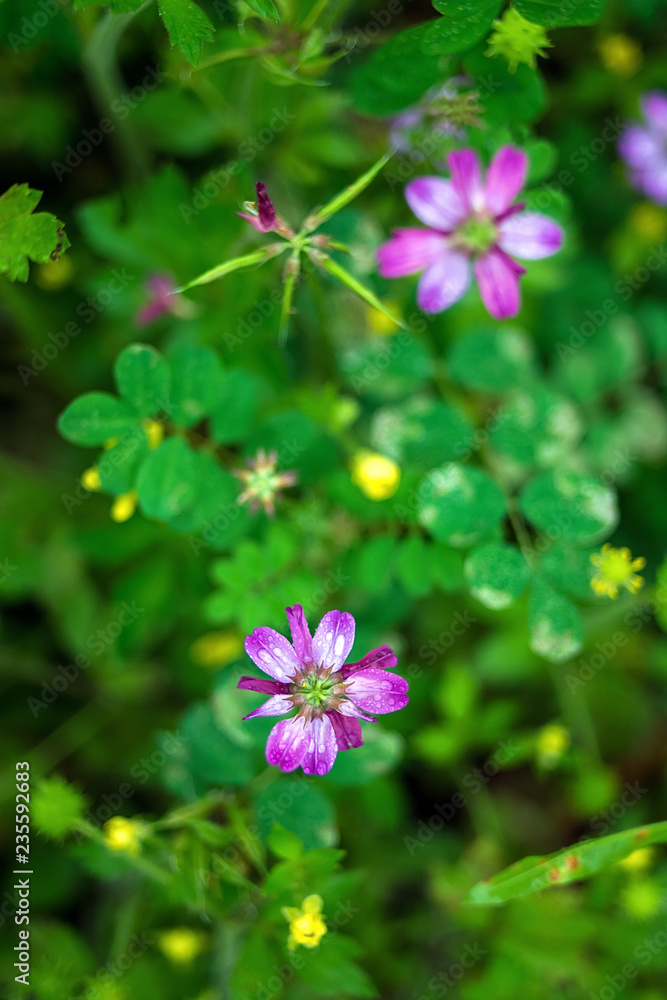 Ziyun Ying/Purple flowers/Hazy dreamy flower background