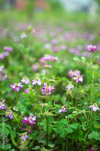 Ziyun Ying/Purple flowers/Hazy dreamy flower background