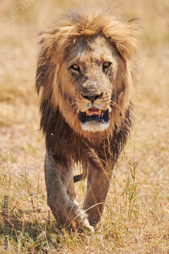 Beautiful lion walking free in the african savanna.
