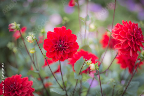 Beautiful flowers in the garden