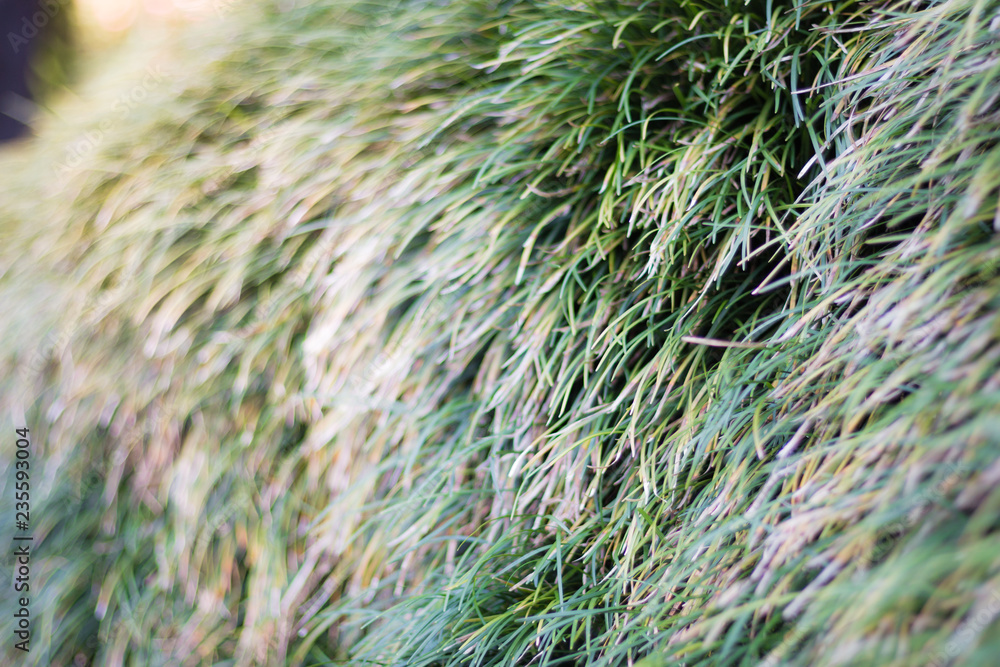 Green grass on the floor, grass background Green grass on the floor, grass background
