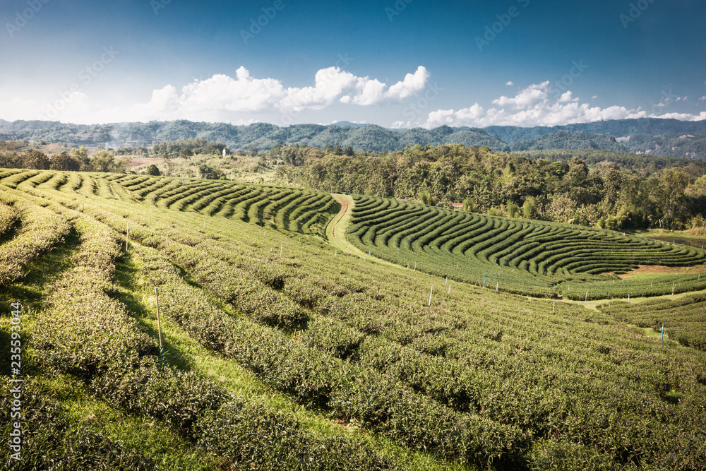 Green tea farm on the mountain.