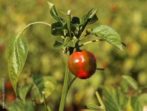 Almost ripe sweet piquanté pepper growing in a field. photo