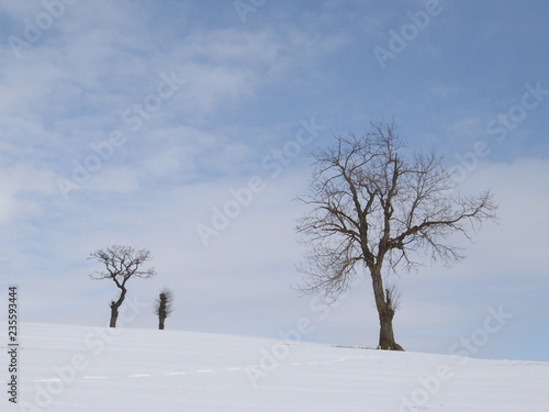 Winterlich verschneites Feld mit kahlen Bäumen © Carolina