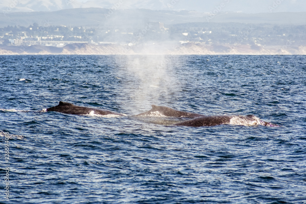 A group of humpback whales swimming in the waters of Monterey bay, California