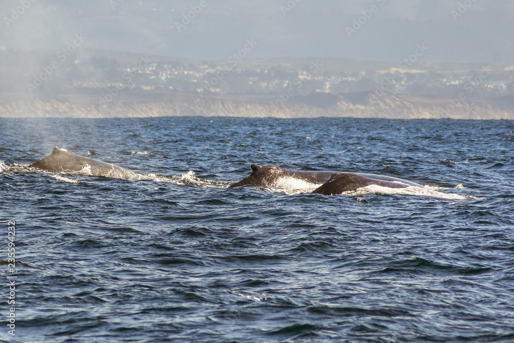 Fototapeta premium A group of humpback whales swimming in the waters of Monterey bay, California