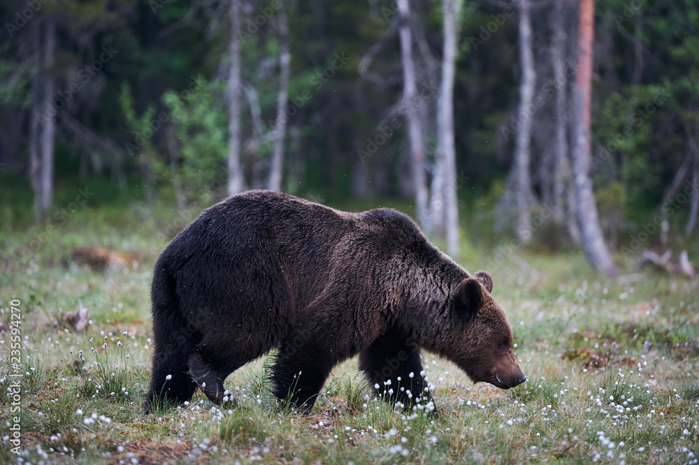 Brown bears (Ursus arctos) in the forest