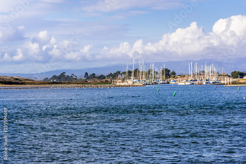 Landscape in Moss Landing harbor, Monterey Bay, California; sea otters floating in the water and a flock of pelicans resting in shallow water