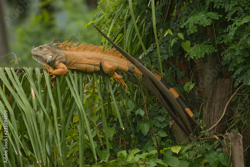 iguana costa Nayarit, Mèxico photo