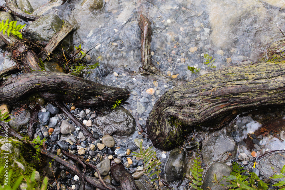 raices de arboles creciendo.