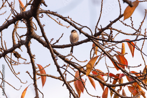 Long tailed tit perches on a twig of tree with red autumn leaves. © naotoshinkai