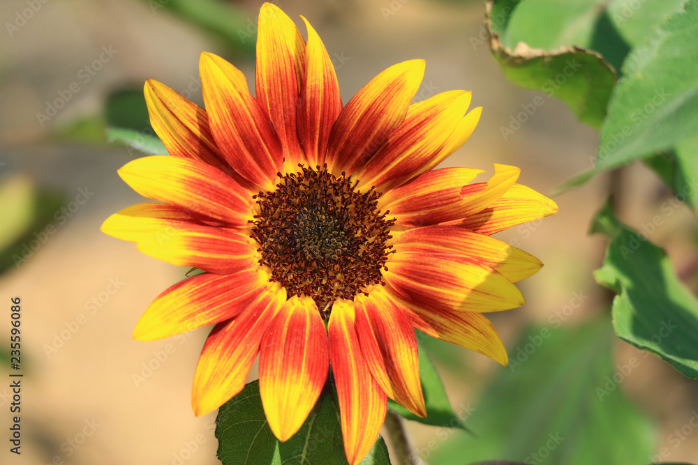 Closed Up Blooming Orange and Yellow Sunflower in the Sunlight Closed Up Blooming Orange and Yellow Sunflower in the Sunlight