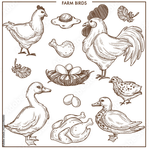 Farm birds with small nest made of brushwood, fresh eggs and cooked poultry.