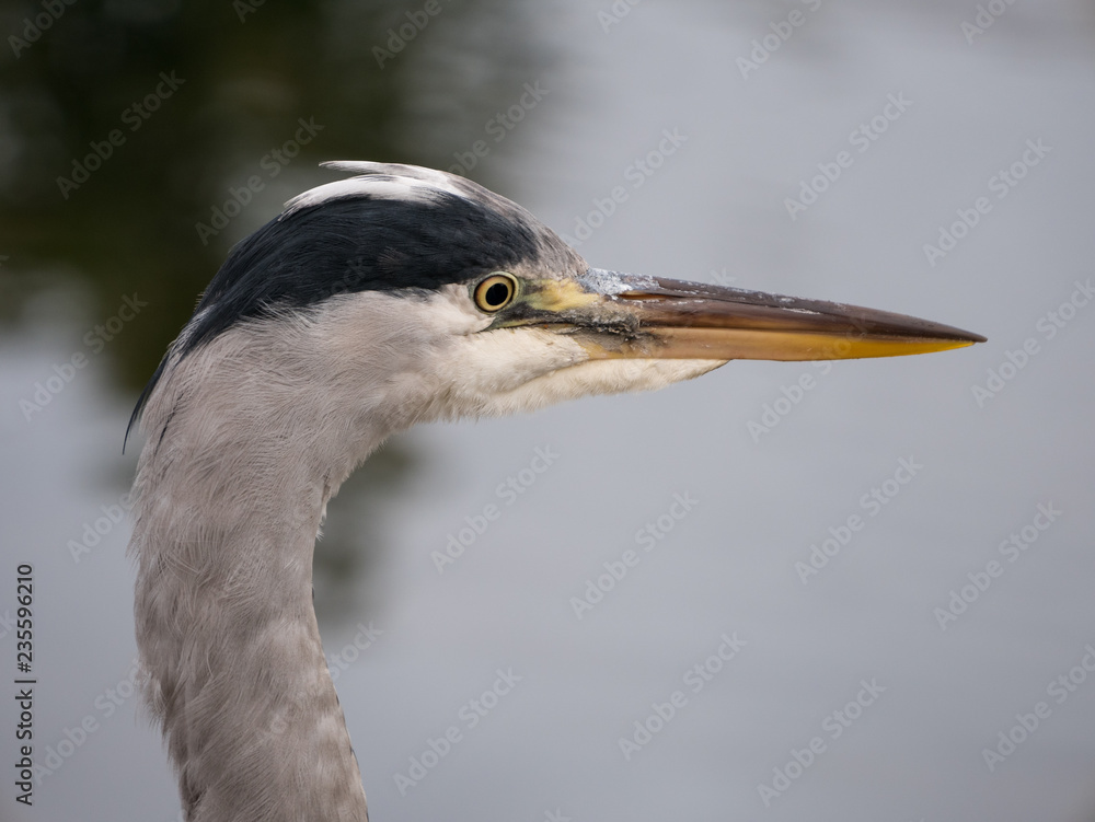 Grey Heron portrait head and face closeup, overlooking a lake. Grey Heron portrait head and face closeup, overlooking a lake.