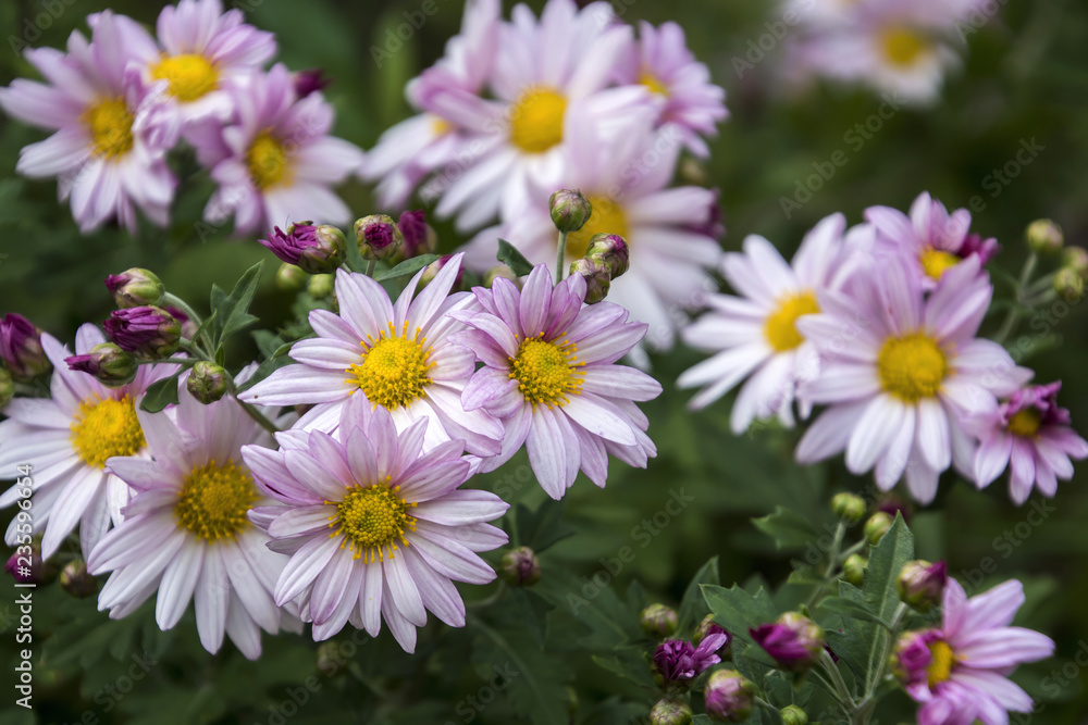 Chrysanthemum of the autumn flower bed Chrysanthemum of the autumn flower bed